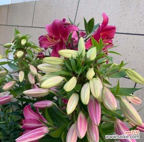 揭示百合花的神秘面纱，探寻其代表意义的多样性 百合花的美丽与象征意义