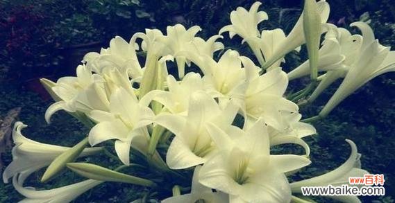 揭开百合花的神秘面纱，探寻其深远寓意 百合花的象征意义与美丽之谜