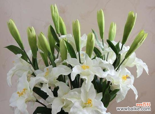 揭开百合花的神秘面纱，探寻其深远寓意 百合花的象征意义与美丽之谜