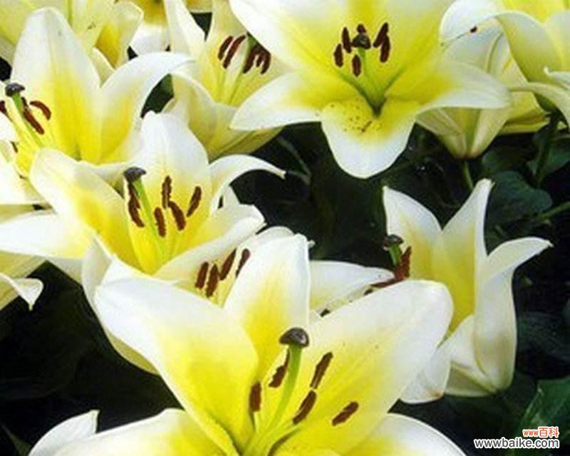 崇高、纯洁与爱的化身 百合花的象征意义