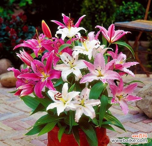 崇高、纯洁与爱的化身 百合花的象征意义