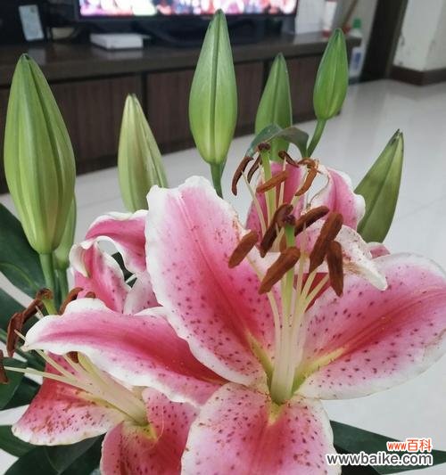 凝聚希望的花海,向人们传递温暖与力量 百合花开,绽放生命之美