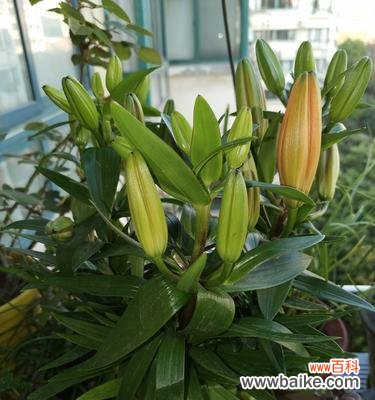 凝聚希望的花海,向人们传递温暖与力量 百合花开,绽放生命之美