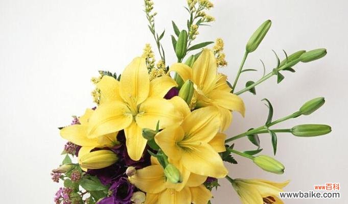 探索百合花的深刻含义及象征意义 百合花的花语与寓意