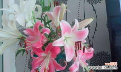 深入解读百合花的代表意义 百合花的寓意与象征