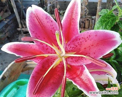 传递真挚的爱与纯洁的心灵 百合花的象征意义与寓意