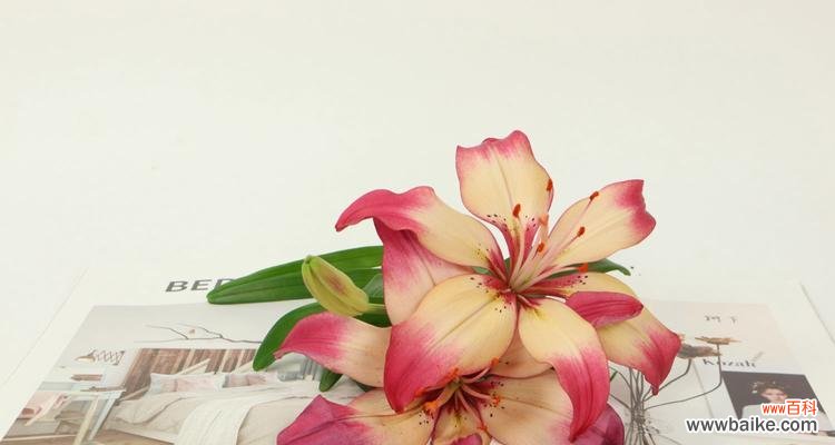 以百合花送几朵的寓意解析与探讨 百合花的寓意与象征