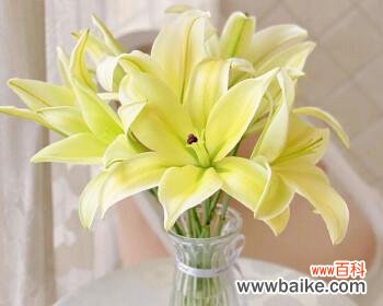 纯洁与热情的对比，花语的传递 百合花与玫瑰的寓意