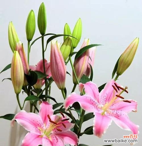 传递爱与纯洁的百合花 百合花的寓意与象征