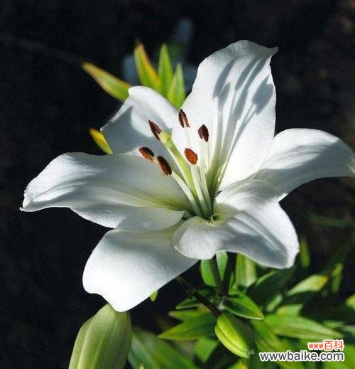 传递爱与纯洁的百合花 百合花的寓意与象征