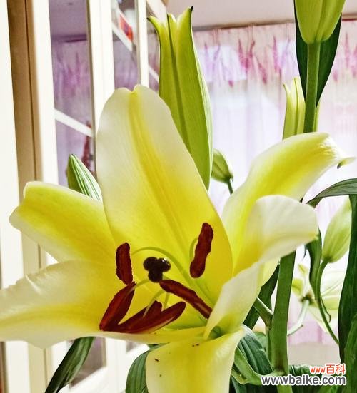 传递爱与纯洁的百合花 百合花的寓意与象征