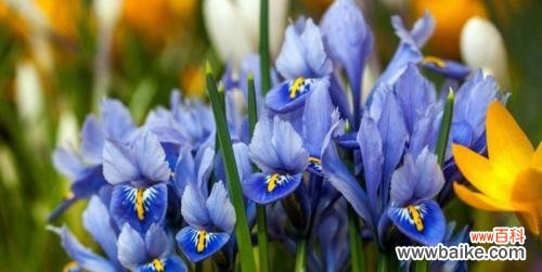 绽放自由与创造力的魅力之花 蓝色鸢尾花的意义与象征
