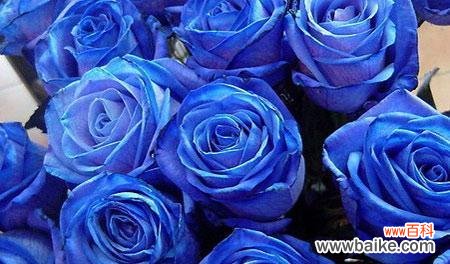 揭示蓝色妖姬的多重意义 《蓝色妖姬的寓意》