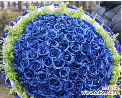 揭开蓝色妖姬花寓意的神秘面纱 蓝色妖姬花