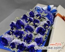 探寻蓝色妖姬玫瑰花所代表的意义与象征 蓝色妖姬玫瑰花的美丽寓意