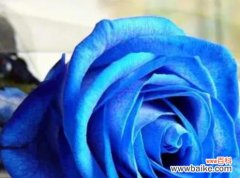揭秘蓝色妖姬玫瑰花的意义与传说 蓝色妖姬玫瑰花的神秘花语
