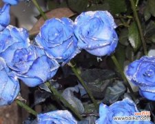 探寻蓝色妖姬背后的寓意 蓝色妖姬的神秘与自由