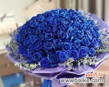 蓝色妖姬的神秘魅力与文化象征 蓝色妖姬