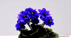 探寻紫罗兰的花语与寓意 蓝色紫罗兰花语