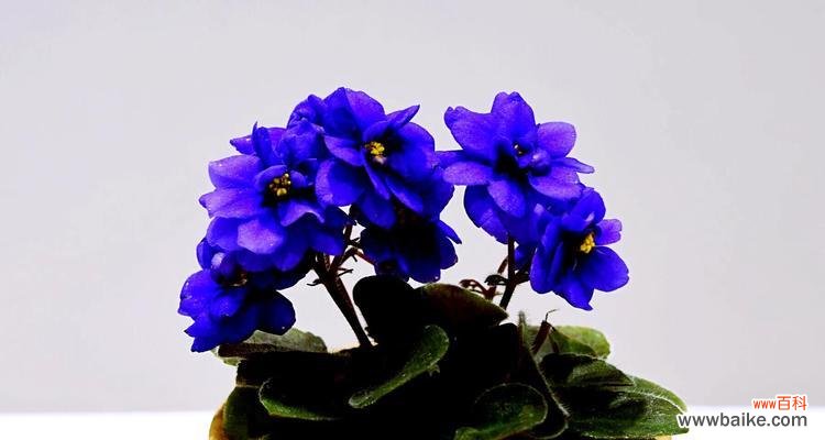 探寻紫罗兰的花语与寓意 蓝色紫罗兰花语