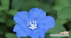 探秘蓝星花的花语和寓意 蓝星花