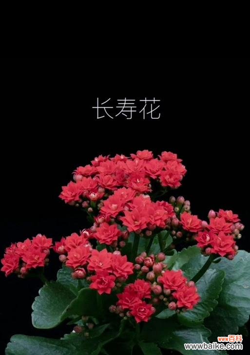 献给佛的鲜花花语是什么？