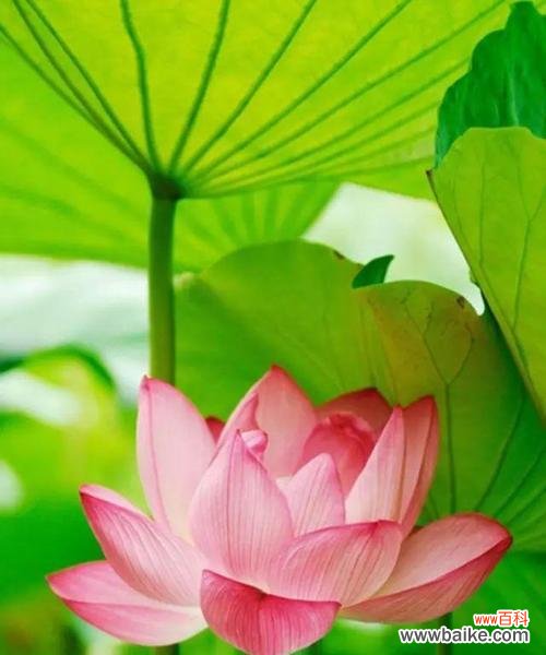 献给佛的鲜花花语是什么？