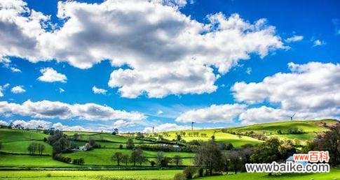 献给佛的鲜花花语是什么？