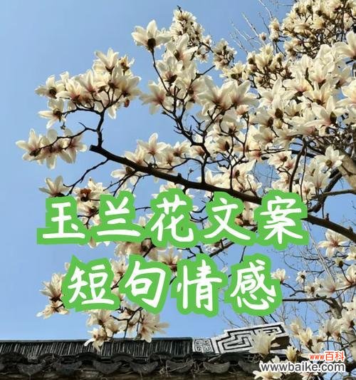 皮卡花的花语是什么？它代表了怎样的情感或信息？