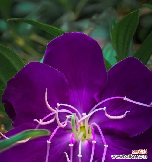 紫色花语通常代表什么?它有哪些特别的含义?