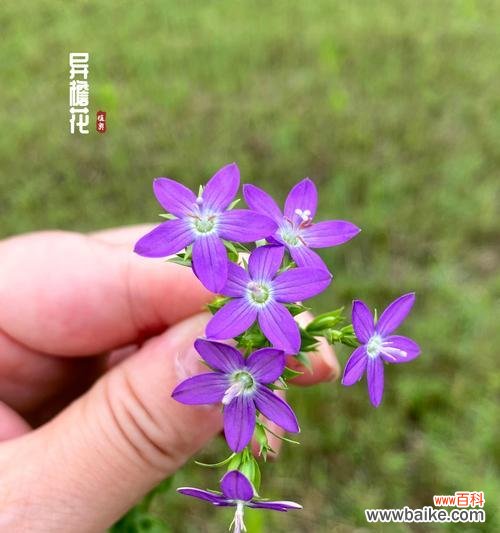 紫色花语通常代表什么?它有哪些特别的含义?