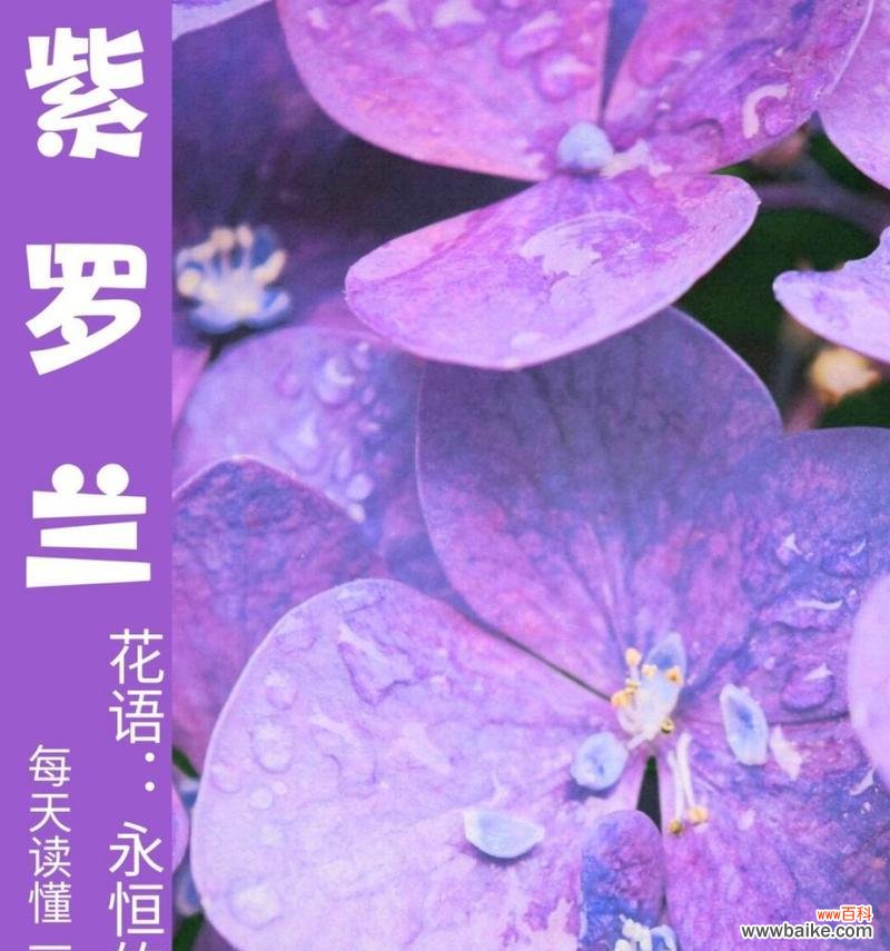 紫色花语通常代表什么?它有哪些特别的含义?