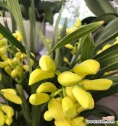 无花草的寓意和花语是什么？