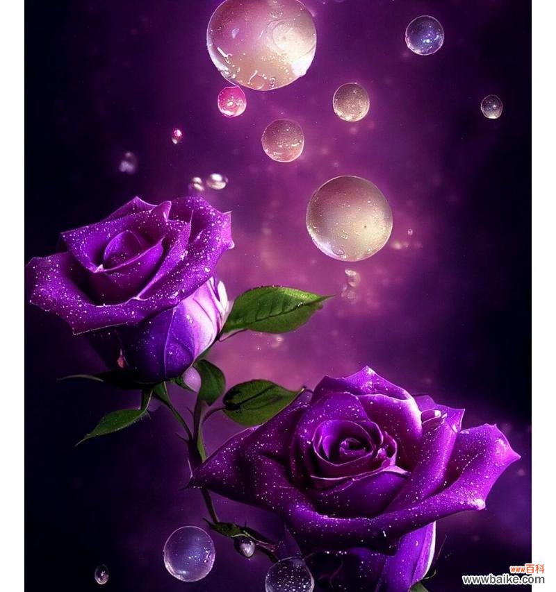 送老师什么紫色花代表敬意？紫色花语中哪些适合送给老师？