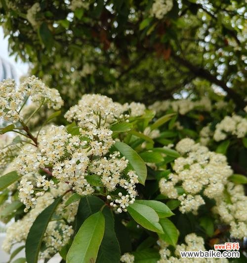 武汉方言中石楠花的花语有何含义？如何用石楠花表达情感？