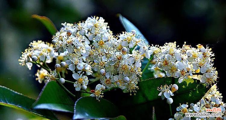 武汉方言中石楠花的花语有何含义？如何用石楠花表达情感？