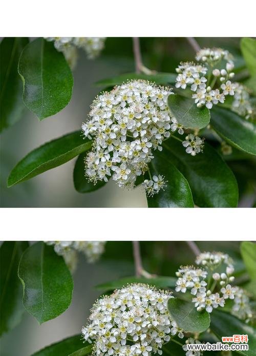 武汉方言中石楠花的花语有何含义？如何用石楠花表达情感？