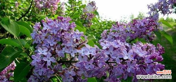 丁香结的花语象征意义是什么?它代表了什么?