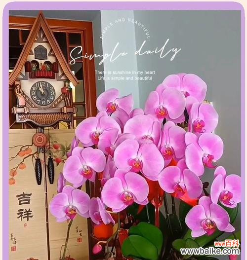 什么礼物有花语的名字有寓意?花语在礼物中扮演什么角色?