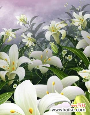 探寻百合花在人们心中的独特地位 百合花的象征意义与文化传承