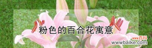 探秘白色百合的深意，了解其花语寓意 白色百合的花语与寓意