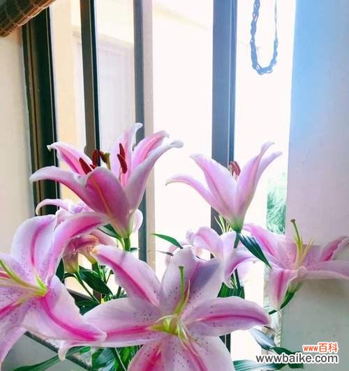 探秘白色百合的深意，了解其花语寓意 白色百合的花语与寓意