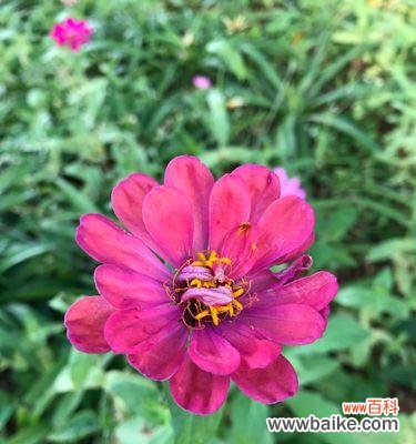 探索百日草的世界,解读花语之美 百日草的花语