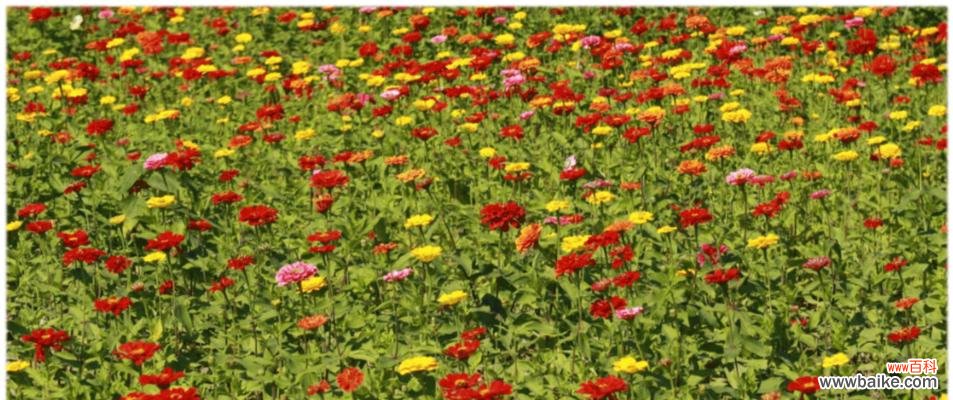 用百日草花语诠释生命的美丽与坚韧 百日草花语