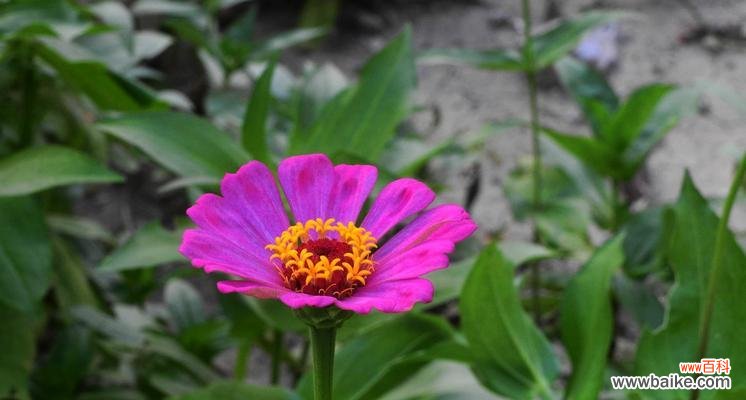 用百日草花语诠释生命的美丽与坚韧 百日草花语