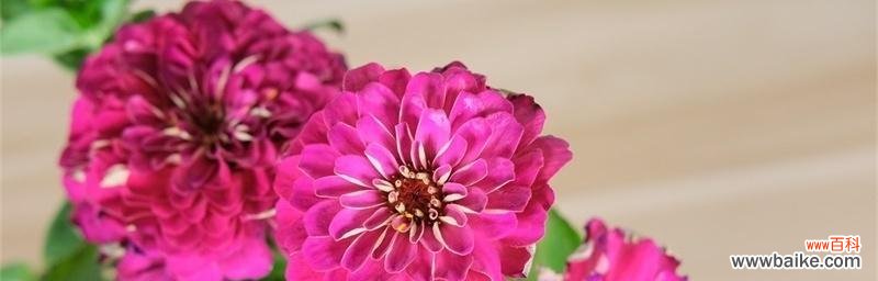 用百日草花语诠释生命的美丽与坚韧 百日草花语