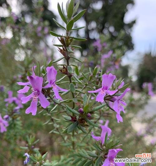 芳香四溢，传递着生活的意义 百里香花语