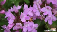 芳香四溢，传递着生活的意义 百里香花语
