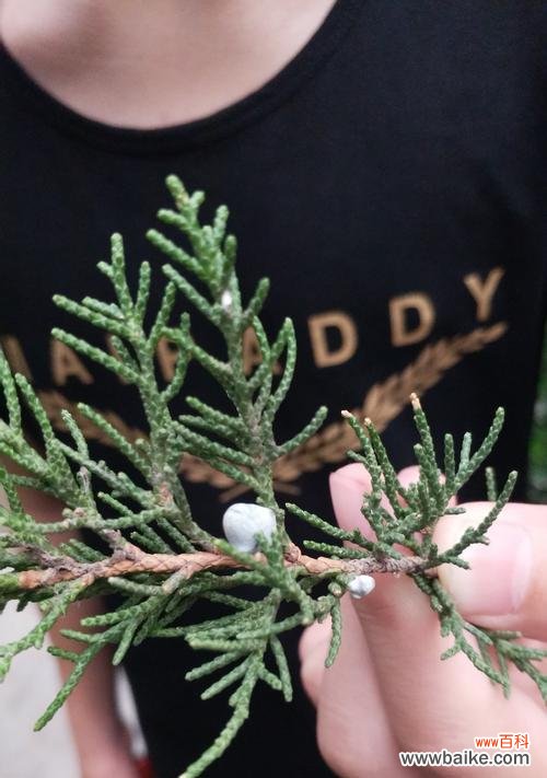 从历史到现实,柏树的象征意义和生命力的启示 柏树之寓意