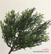 从历史到现实，柏树的象征意义和生命力的启示 柏树之寓意